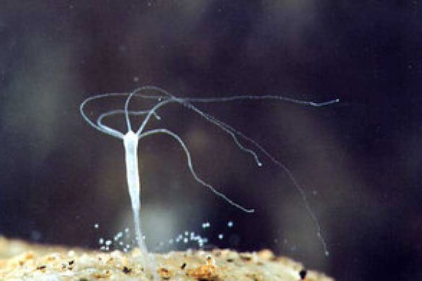 Кракен маркетплейс магазин